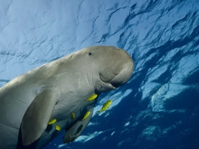 Dugongs – Seekühe