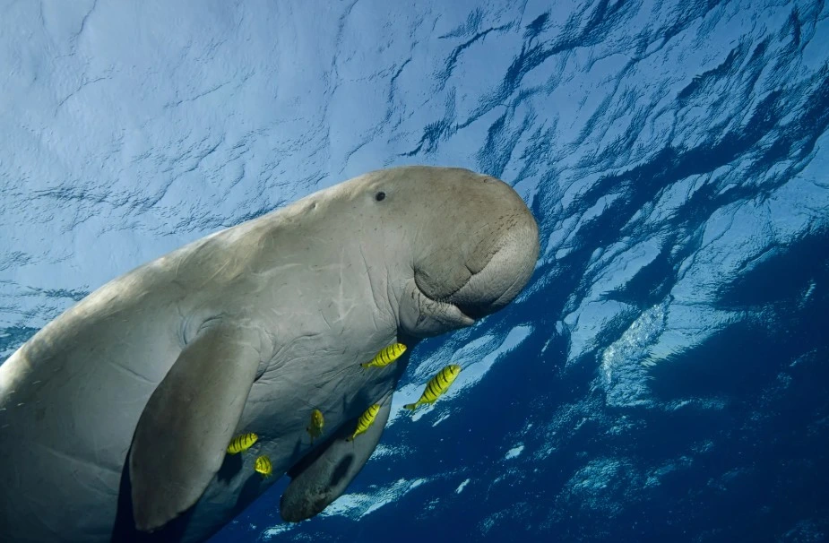 Dugongs – Seekühe