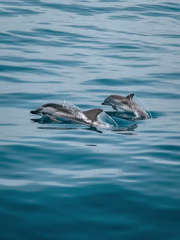 Private Dolphin House Speedboot Tour ab Sahl Hasheesh